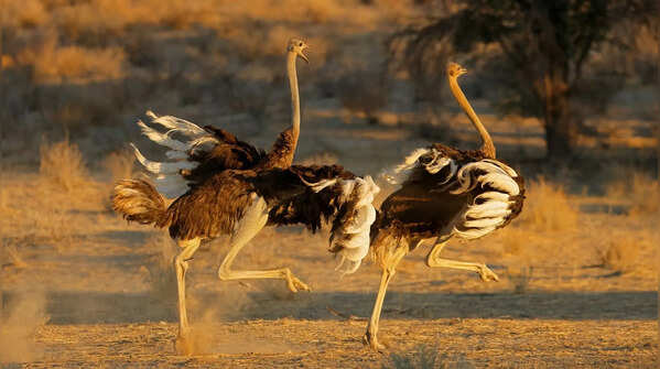 Ostrich