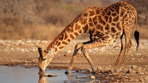 Birth starts with a drop