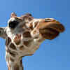 That tongue is doing a lot of heavy lifting