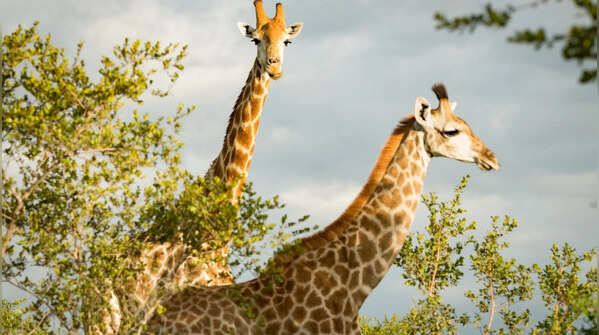 8 giraffe facts that make giraffes more mysterious than you thought