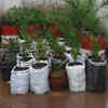 Large rice bags can serve as effective planters