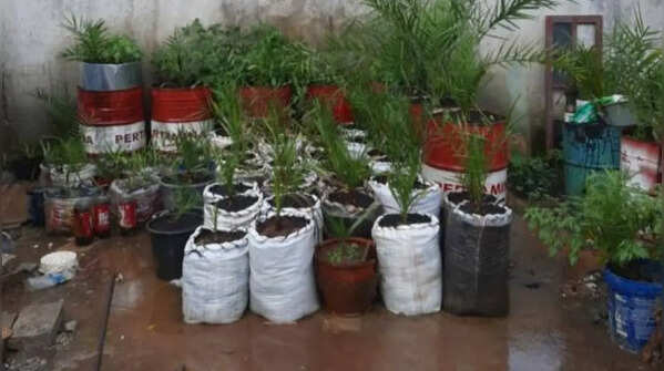 Large rice bags can serve as effective planters