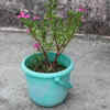 Old plastic buckets for vegetables