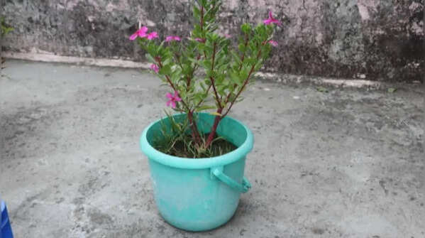 Old plastic buckets for vegetables