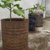 Indian gardeners are using old buckets, paint cans, and rice bags to grow food