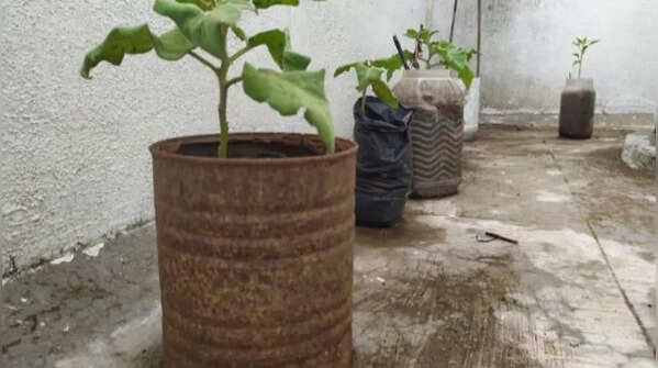 Indian gardeners are using old buckets, paint cans, and rice bags to grow food