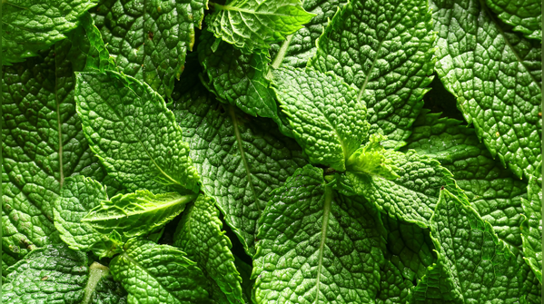 Herbs