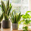 Snake plants survive under different weather conditions