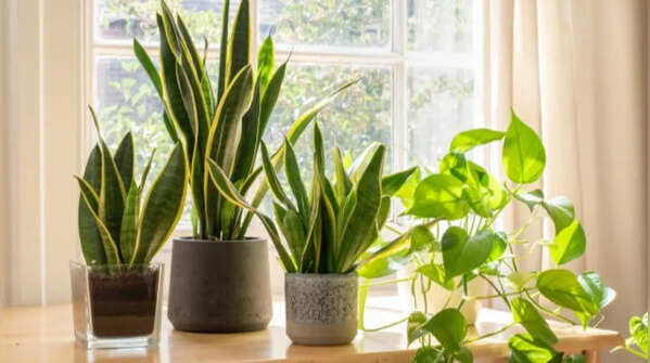 Snake plants survive under different weather conditions