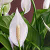 Peace lilies tolerate a moist environment