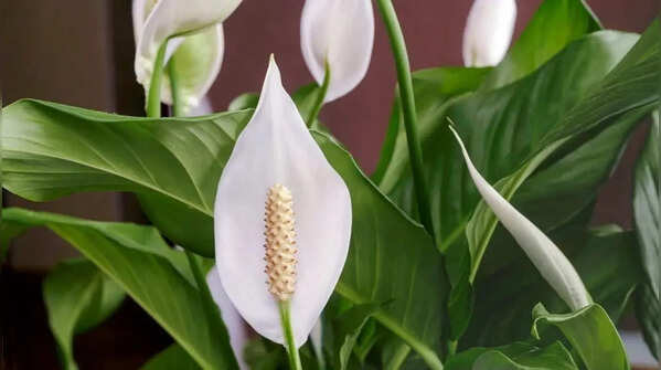 Peace lilies tolerate a moist environment