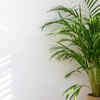 The areca palm loves a humid environment