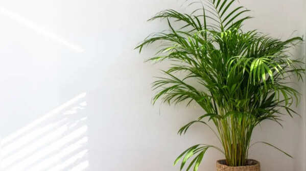 The areca palm loves a humid environment