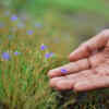 Article image for: Plants that thrive during Indian monsoon without rotting