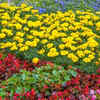 Article image for: Hardy annuals, biennials, and bedding plants brighten summer gardens