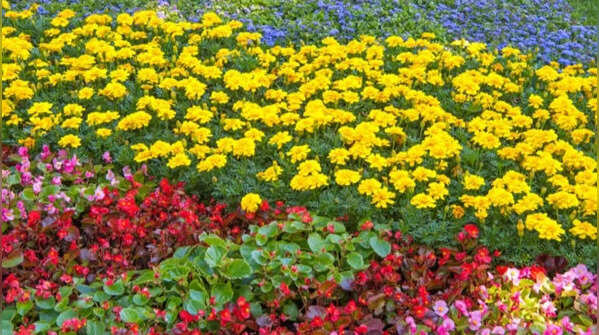 Hardy annuals, biennials, and bedding plants brighten summer gardens