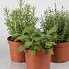 Article image for: Parsley, dill, mint, thyme, and rosemary add <i class="tbold">fragrance</i> and flavour