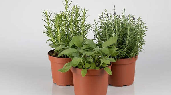 Parsley, dill, mint, thyme, and rosemary add fragrance and flavour
