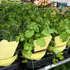 Article image for: Basil and coriander flourish during <i class="tbold">early</i> summer