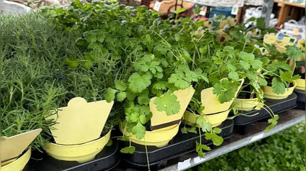 Basil and coriander flourish during early summer