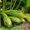 Article image for: Courgettes and squashes become highly productive