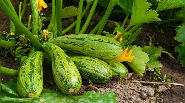 Courgettes and squashes become highly productive