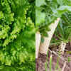 Article image for: Salad leaves and radishes grow quickly in June