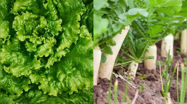 Salad leaves and radishes grow quickly in June