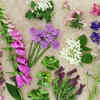 Article image for: The best flowers, herbs, and vegetables to plant in June in the UK