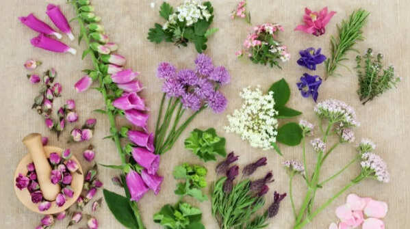 The best flowers, herbs, and vegetables to plant in June in the UK