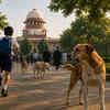 Article image for: Over 4 lakh dog bites in Tamil Nadu and Karnataka in just four months, here's what the Supreme Court ruled