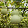 Bottle gourd thrives with monsoon rainfall
