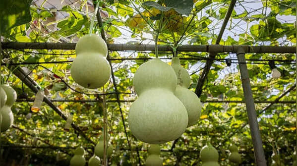 Bottle gourd thrives with monsoon rainfall