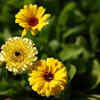 Marigold flowers attract pollinators