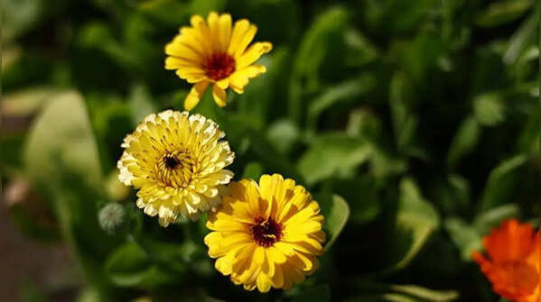 Marigold flowers attract pollinators