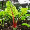 Spinach stays healthier before monsoon rains