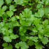 Coriander benefits from cooler moisture