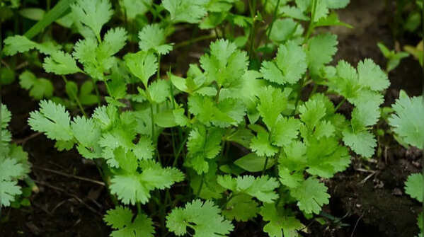 Coriander benefits from cooler moisture