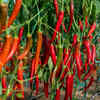 Chilli pepper adapts easily to new weather