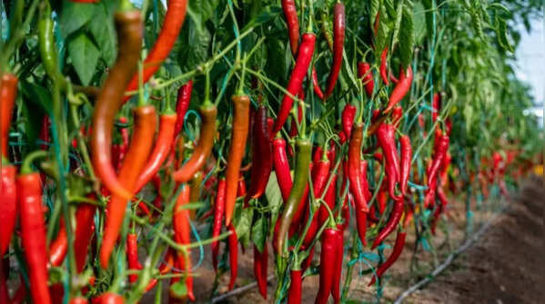 Chilli pepper adapts easily to new weather