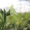 Article image for: Okra develops quickly in the pre-monsoon season