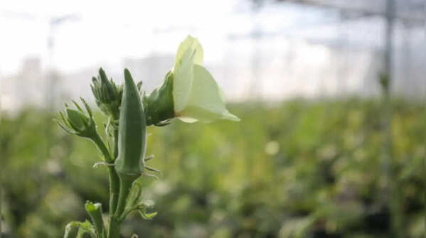 Okra develops quickly in the pre-monsoon season
