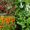 Article image for: Best plants to grow in India before the monsoon arrives