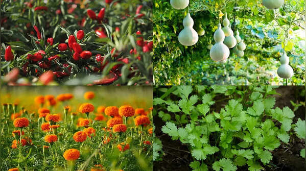 Best plants to grow in India before the monsoon arrives