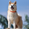 Article image for: Scientists say this oral spray may finally cure your dog’s nasty breath