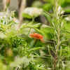 Article image for: The effect of climatic conditions on gardening activity