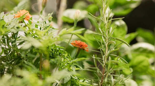 The effect of climatic conditions on gardening activity