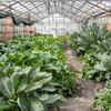Flower varieties that thrive in subtropical climates
