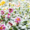 Article image for: Flowers that survive under cold <i class="tbold">weather</i> conditions