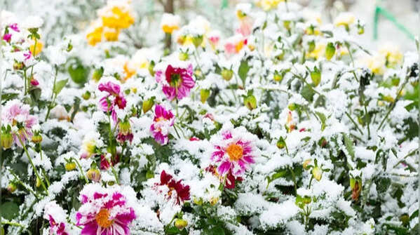 Flowers that survive under cold weather conditions